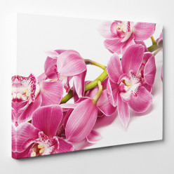 Tableau toile - Orchidées 19