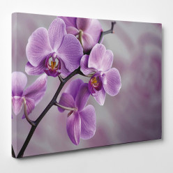 Tableau toile - Orchidées 22