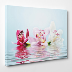 Tableau toile - Orchidées 24