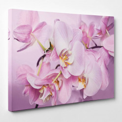 Tableau toile - Orchidées 27