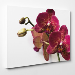 Tableau toile - Orchidées 28