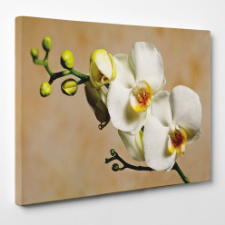 Tableau toile - Orchidées 29