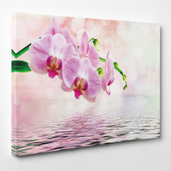 Tableau toile - Orchidées 30