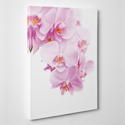 Tableau toile - Orchidées 4