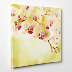 Tableau toile - Orchidées 7