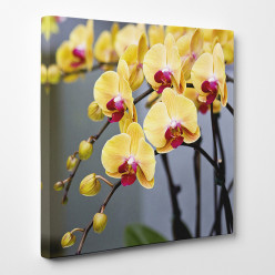 Tableau toile - Orchidées 8