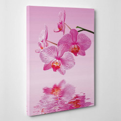 Tableau toile - Orchidées Roses