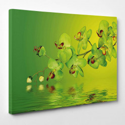 Tableau toile - Orchidées Verts
