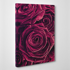 Tableau toile - Roses Zoom