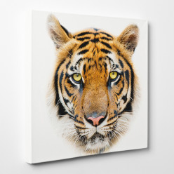 Tableau toile - Tigre 11