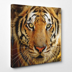 Tableau toile - Tigre 12