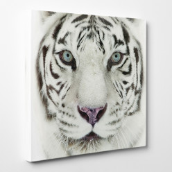 Tableau toile - Tigre 13