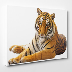 Tableau toile - Tigre 25