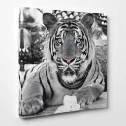 Tableau toile - Tigre 5