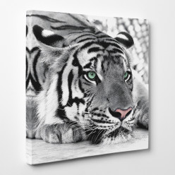 Tableau toile - Tigre 6