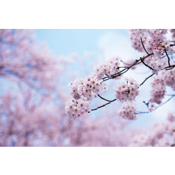 Poster - Affiche blossom