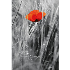 Poster - Affiche coquelicot