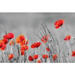 Poster - Affiche coquelicots