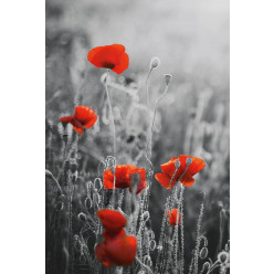 Poster - Affiche coquelicots