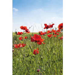 Poster - Affiche coquelicots
