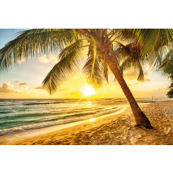 Poster - Affiche plage couché de soleil palmiers
