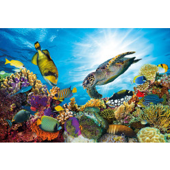 Poster - Affiche poissons tortue marine