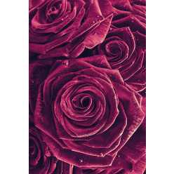 Poster - Affiche roses