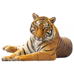 Poster - Affiche tigre