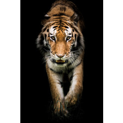 Poster - Affiche tigre