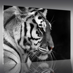 Tableau Plexi Tigre