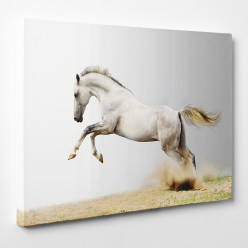 Tableau toile - Cheval 9