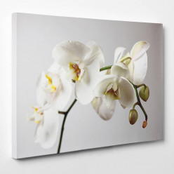 Tableau toile - Orchidée 2