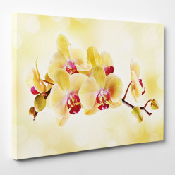 Tableau toile - Orchidée 3