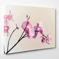 Tableau toile - Orchidée 4