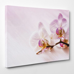 Tableau toile - Orchidée 7
