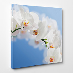 Tableau toile - Orchidées 11
