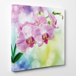 Tableau toile - Orchidées 15