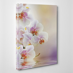 Tableau toile - Orchidées