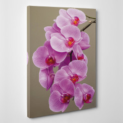 Tableau toile - Orchidées 2