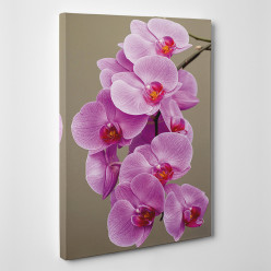 Tableau toile - Orchidées 2