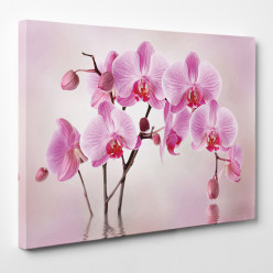 Tableau toile - Orchidées 25