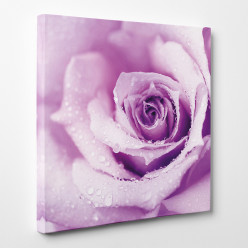 Tableau toile - Rose Zoom 2