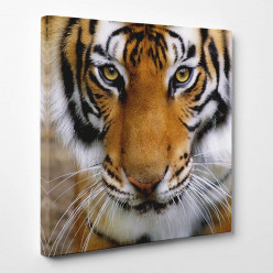 Tableau toile - Tigre 2