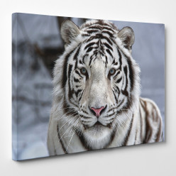 Tableau toile - Tigre 22