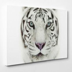 Tableau toile - Tigre 26