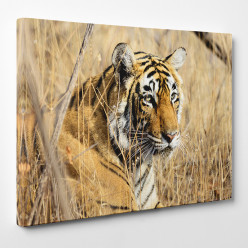 Tableau toile - Tigre 28