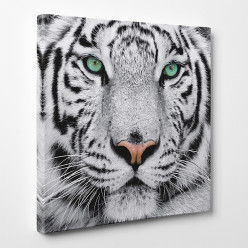 Tableau toile - Tigre 3