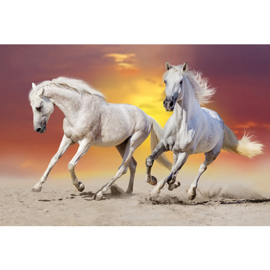 Poster - Affiche chevaux