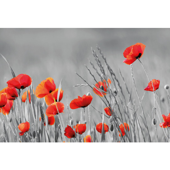 Poster - Affiche coquelicots