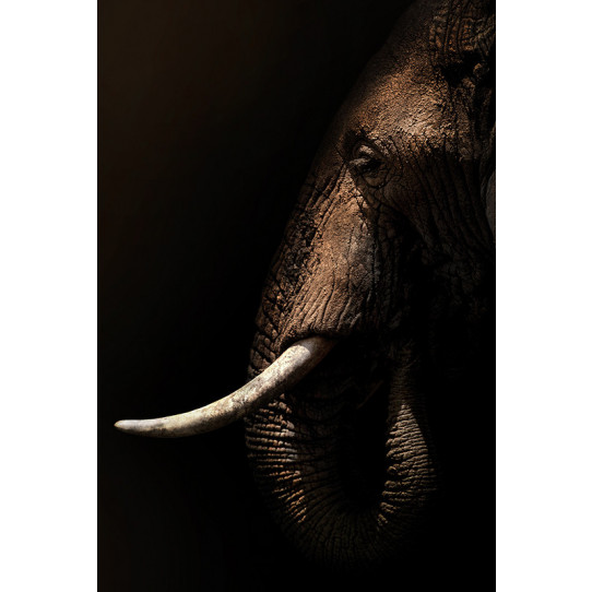 Poster - Affiche éléphant